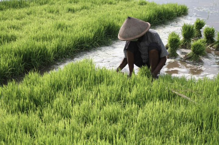 Dongrak Produktivitas Pertanian, Kementan Gencarkan Program Padat Karya