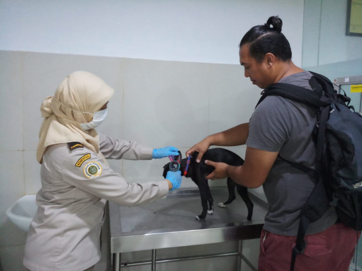 Karantina Pertanian Soetta Tingkatkan Pengawasan Hewan Pembawa Rabies
