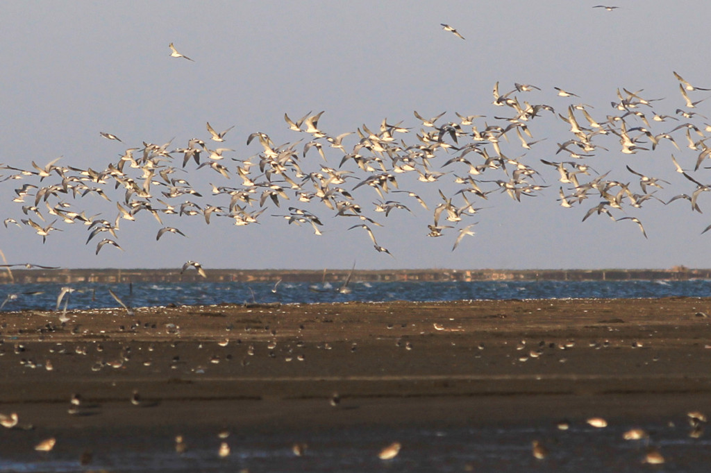 Melihat Migrasi Burung di Semenanjung Pantai Tiris Indramayu