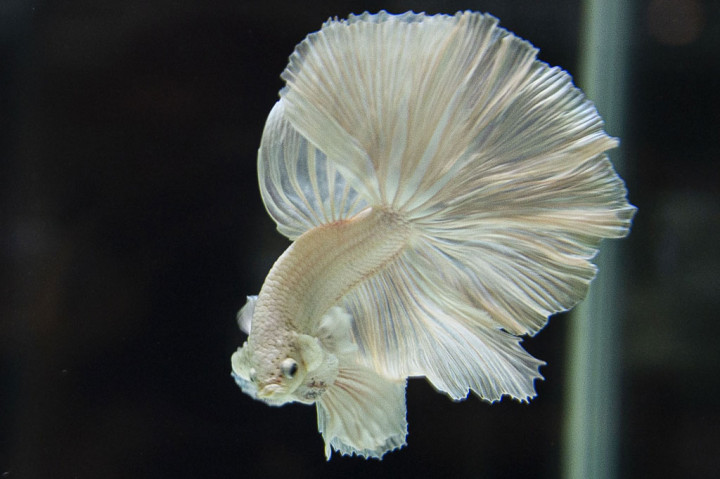 Ikan Betta Sang Primadona