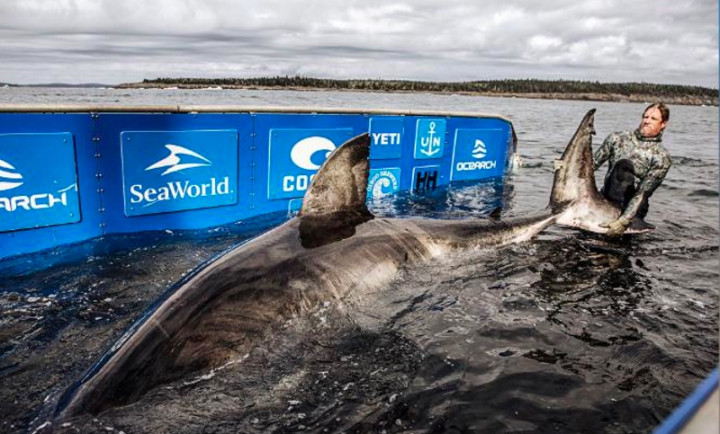 Hiu Putih Besar Berusia 50 Tahun Ditemukan di Kanada