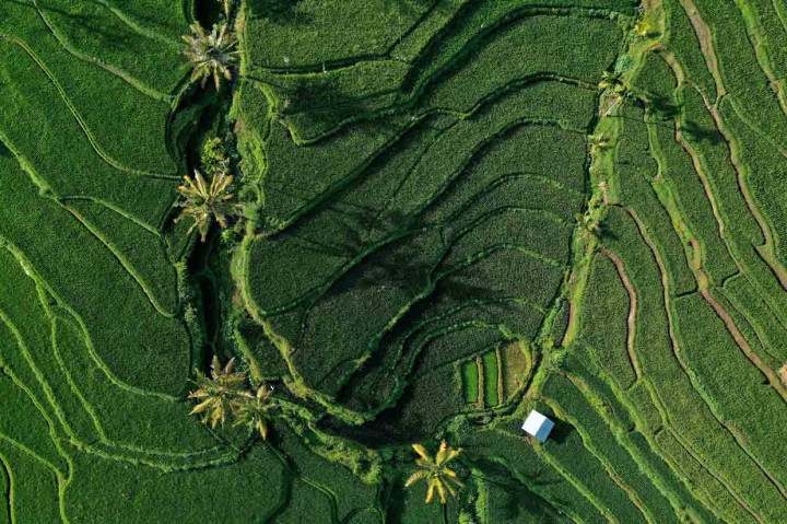 Cantiknya Areal Persawahan di Desa Sapit