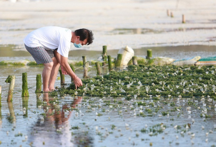 Upaya Pemkab Klungkung Jaga Harga Rumput Laut saat Pandemi