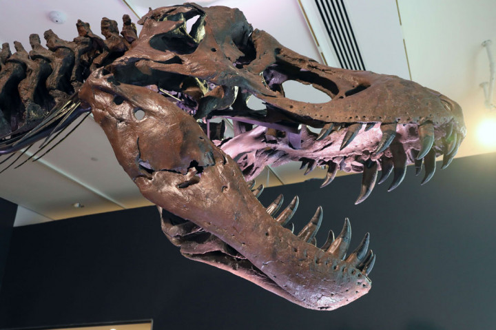 Fosil T-Rex Pecahkan Rekor Penjualan Dinosaurus