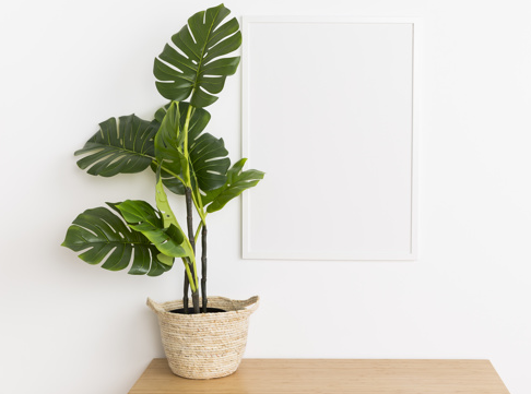 Di balik daun monstera yang indah, kamu bisa melihat tanaman ini seperti punya otot yang disebut dengan geniculum. (Foto: Ilustrasi. Dok. Freepik.com)