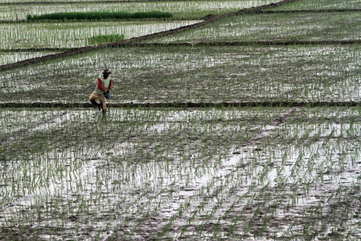 Realisasi Penyaluran Pupuk Bersubsidi Capai 6,4 Juta Ton
