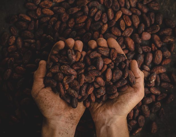 Pusat penelitian tanaman kakao berteknologi canggih didirikan di Pasuruan, Jawa Timur. (Foto: Ilustrasi/Unsplash.com)