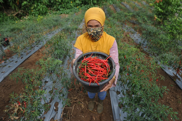 Aturan Perhutanan Sosial di UU Cipta Kerja Lindungi Masyarakat Adat
