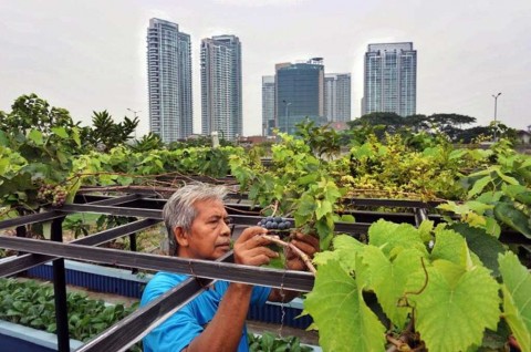Mentan: <i>Urban Farming</i> Bisa Tambah Penghasilan Warga Jakarta