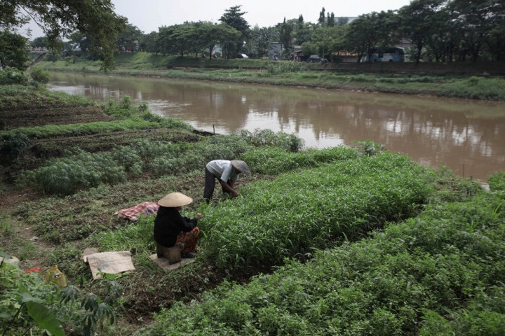 Kelancaran Program <i>Food Estate</i> Perlu Dukungan BUMN dan BUMD