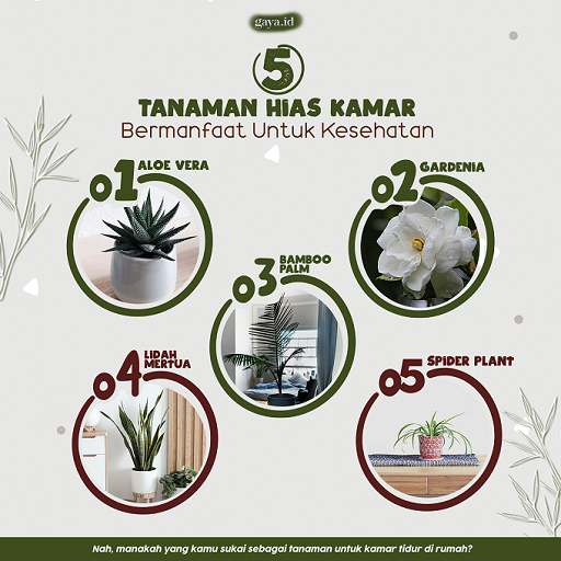 Tanaman Hias Kamar yang Bermanfaat untuk Kesehatan