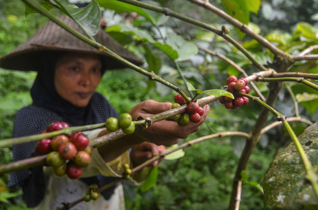 Petani memetik kopi robusta di Kawasan Kaki Gunung Galunggung, Kampung Ciakar, Kabupaten Tasikmalaya, Jawa Barat, Minggu (21/6/2020). Foto: Antara/Adeng Bustomi