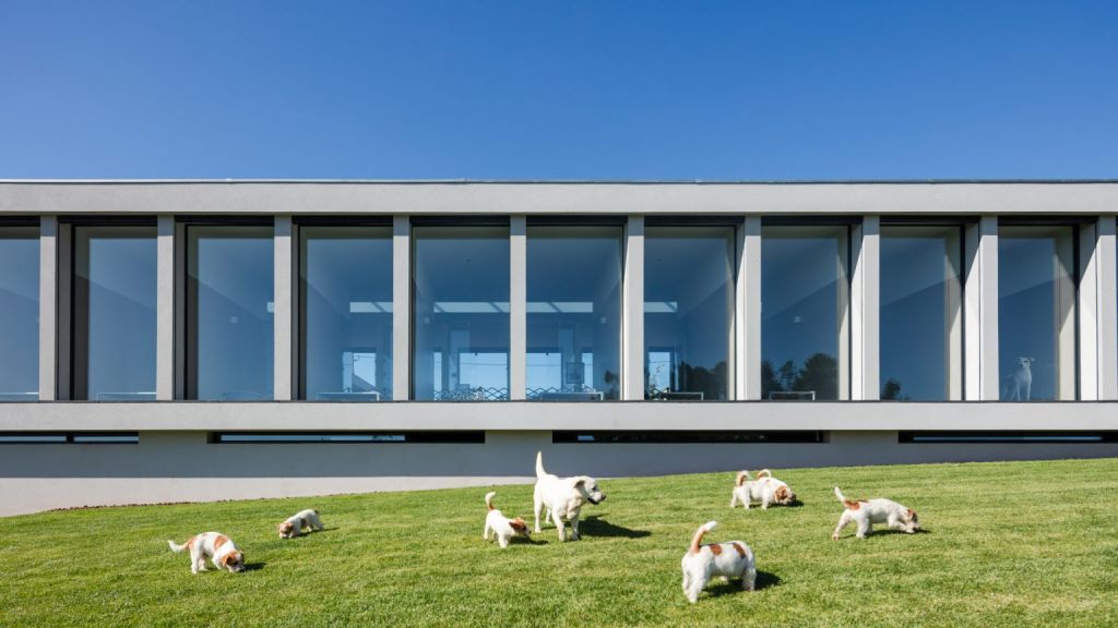 Canine and Feline Hotel (Foto: Dezeen)