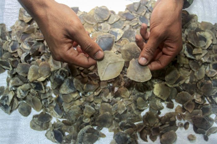 KLHK Gagalkan Transaksi Perdagangan Sisik Trenggiling di Jambi