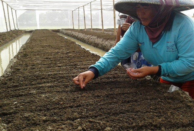 Kementan Efisiensi Pengadaan Benih Bawang Merah dengan Teknologi TSS