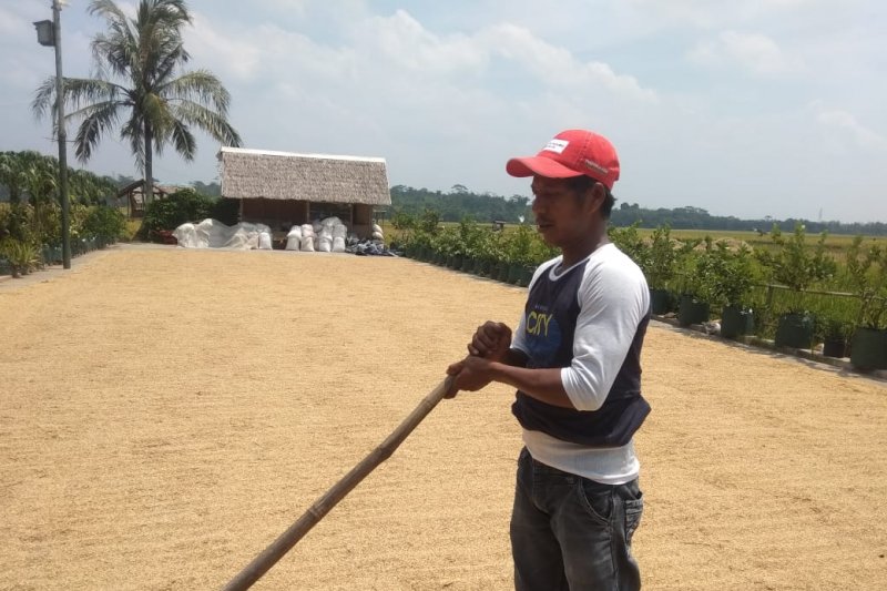 Pendapatan Ekonomi Petani Banten Selatan Meningkat - Medcom.id