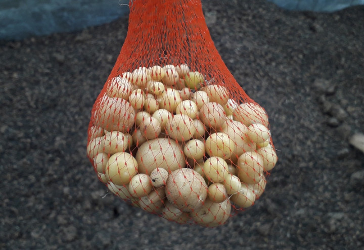 Diversifikasi Pangan, Kementan Dorong Peningkatan Produktivitas Kentang