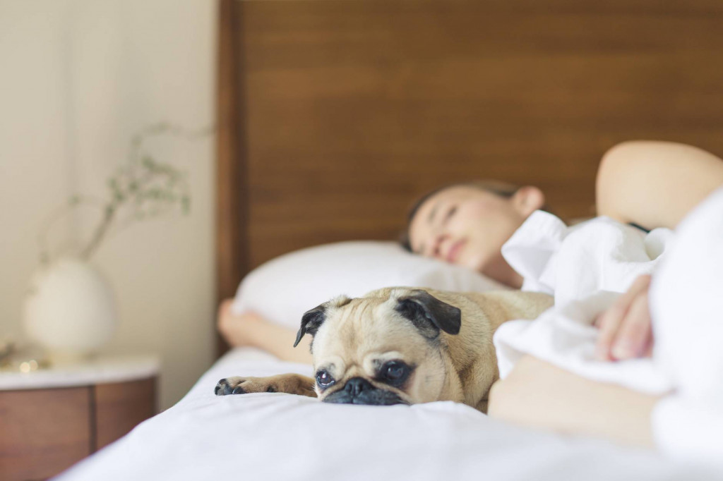 Tidur bersama anjing di satu tempat tidur bisa mempengaruhi kualitas tidur kamu. (Ilustrasi/Pexels)