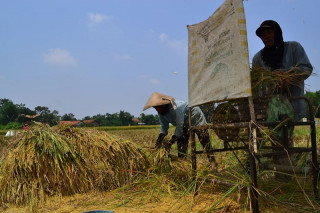 Ratusan Hektare Tanaman Padi Di Kulon Progo Diserang Hama Wereng