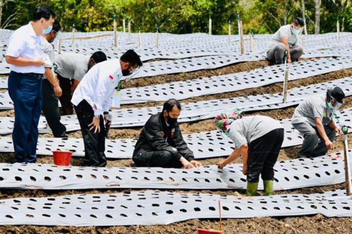 Jokowi: Lumbung Pangan Sumut Jadi Contoh Provinsi Lain