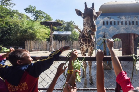 Kebun Binatang Surabaya Larang Lansia dan Balita Berkunjung