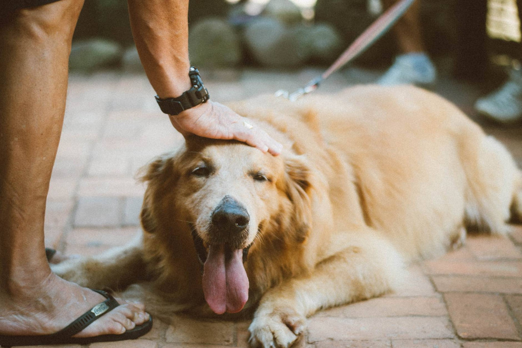 Anjing menyender memiliki banyak arti. Pertama, anjing Anda ingin kasih sayang. Kedua, mereka merasa takut. Dan ketiga karena mereka merasa gugup. (Ilustrasi/Pexels)