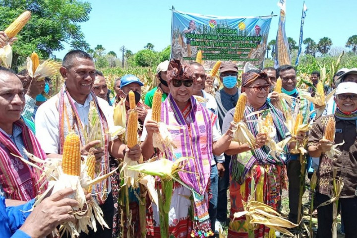NTT Targetkan Panen Jagung Seluas 400 Ha