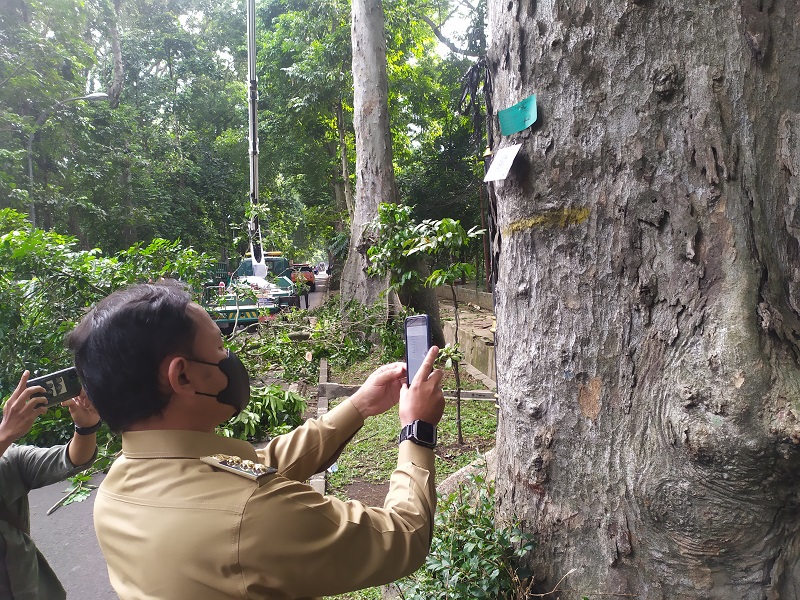 Wali Kota Bogor Bima Arya Sugiarto saat meninjau lokasi pohon tumbang di Kecamatan Tanahsareal, Kota Bogor, Jawa Barat