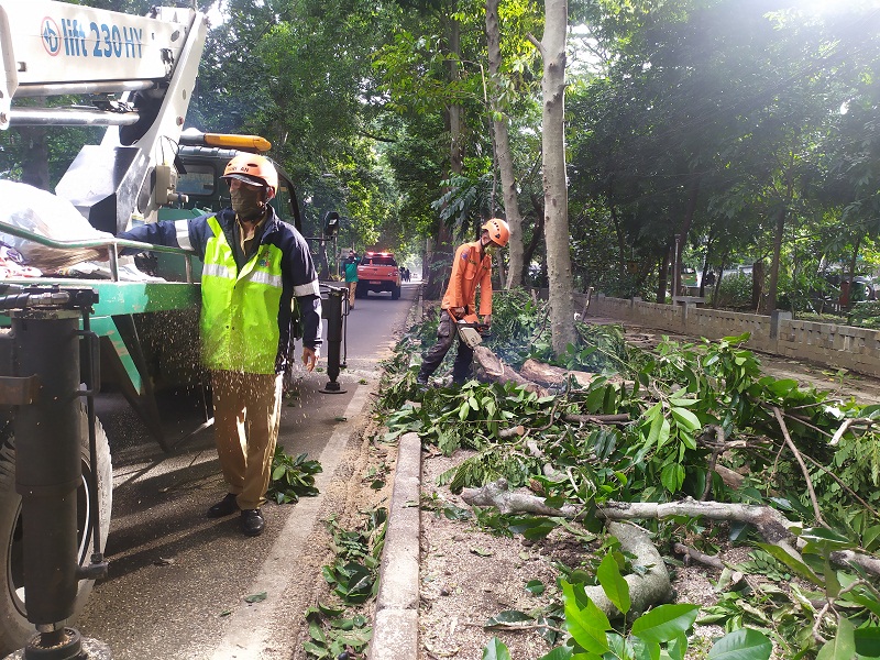 133 Pohon di Kota  Bogor  Rawan Tumbang Medcom id