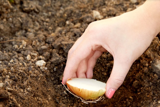 Ide Praktis Bikin Sayuran Sisa jadi Tanaman Lagi