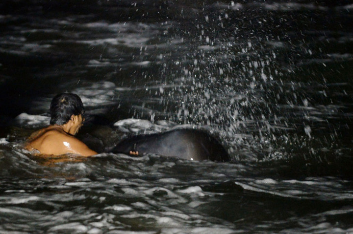 Sri Lanka Selamatkan 120 Paus Terdampar