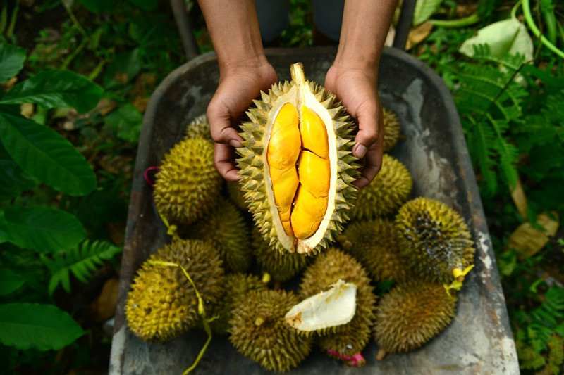 Melangkah ke Pasar Lokal: Kelezatan Durian dan Manggis Menanti