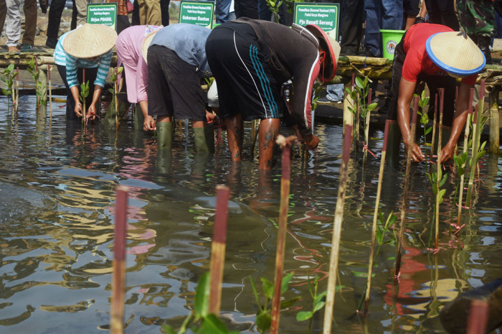 Perairan Teluk Banten Ditanami Mangrove Lewat Program Padat Karya
