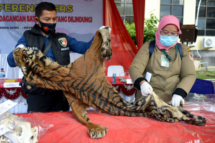 Tim Gabungan Polda Aceh Gagalkan Perdagangan Satwa Senilai Rp6,3 M