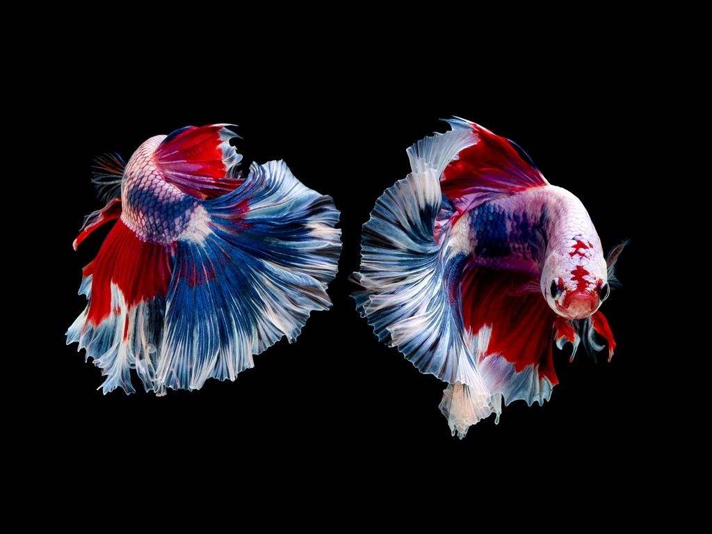 Ilustrasi ikan cupang. (Foto: Freepik)