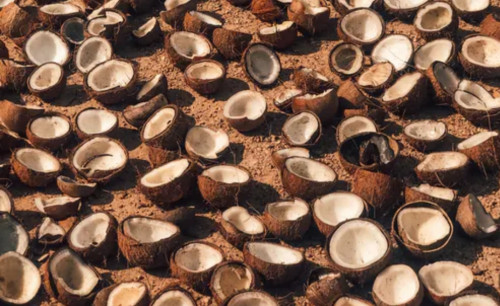 Semua Produksi Minyak Nabati Ancam Spesies Termasuk Minyak Kelapa