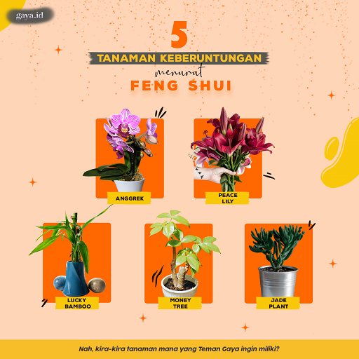 5 Tanaman Pembawa Hoki