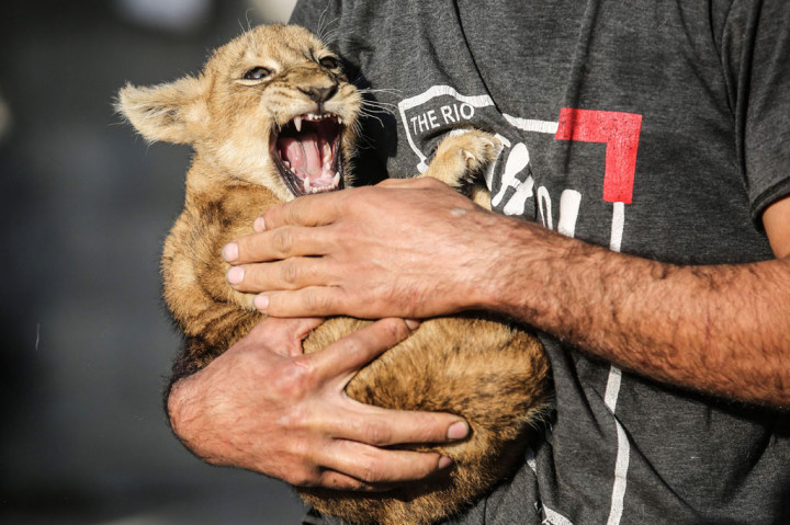 Pria Palestina Pelihara Anak Singa di Atap Rumahnya