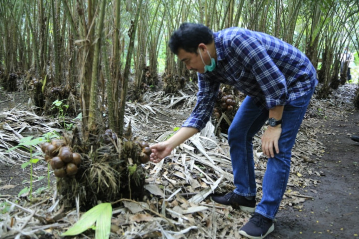 LPDB KUMKM Gelontorkan Rp1,1 Miliar untuk Petani Salak Madu di Sleman