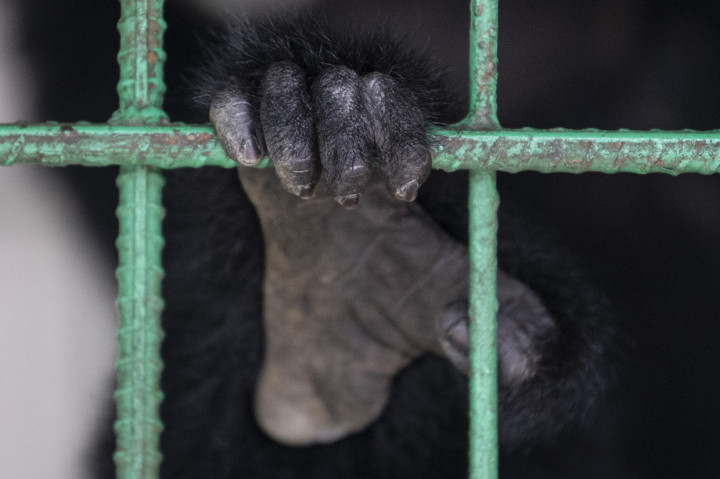 BKSDA Sumsel Lepasliarkan Enam Siamang Sumatera