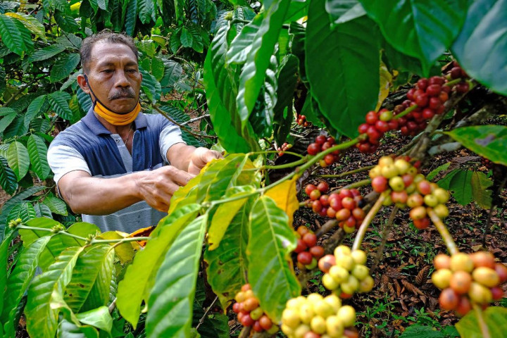 Promosi Kopi Leworook di Flores Butuh Akses Internet