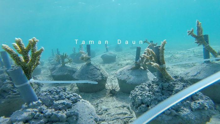 Ikhtiar Komunitas Taman Daun Membuat Taman Terumbu Karang