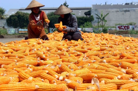 Kebutuhan Impor Jagung Industri Capai USD233,47 Juta