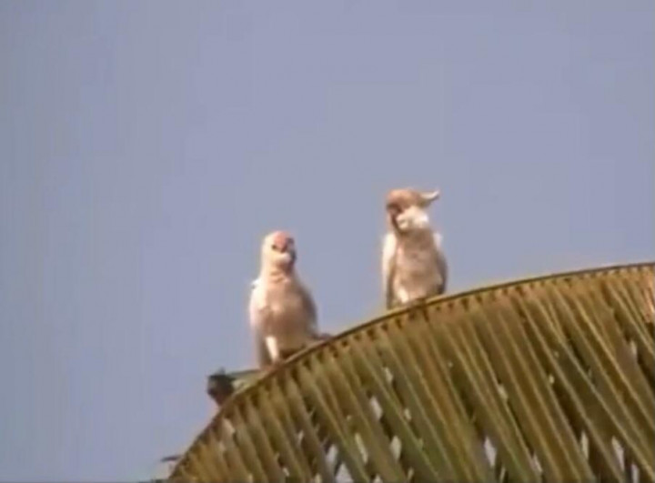 Kakatua Endemik Pulau Sumenep Terancam Punah, Sisa 25 Ekor