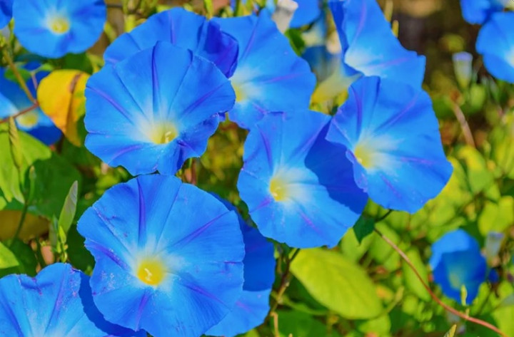 7 Tanaman Hias Ini Dipercaya Bawa Keberuntungan