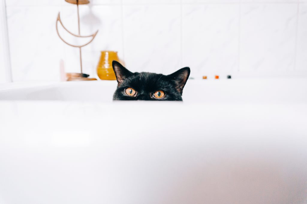 Adanya hubungan erat antara manusia dan hewan peliharaan seperti kucing membuat penelitian ini sangat pentng. (Foto: Pexels)