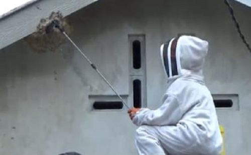 Tawon Vespa Teror Warga Jombang