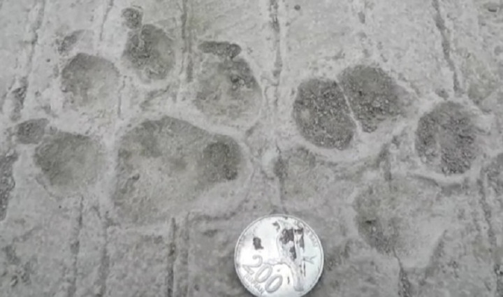 Ditemukan Jejak Hewan Liar di Jalur Pengungsi Merapi