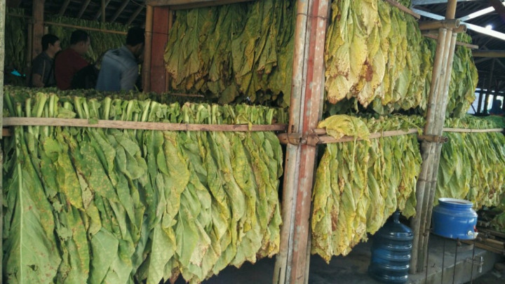 Petani Tembakau: Tidak Ada Kenaikan Cukai Bisa Cegah PHK