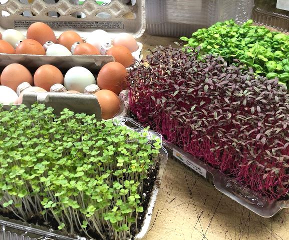 Ini cara merawat tanaman microgreen. (Foto: Dok. Instagram Back To Natural—Back To Basics/@back_to_natural_farm)